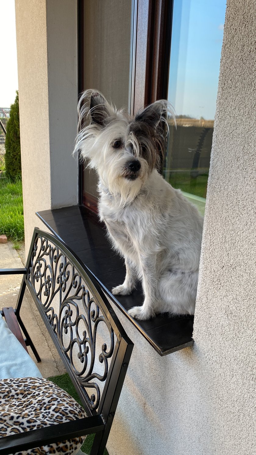 Łatka została adoptowana z patologicznego domu. Odwdzięcza się za to bezgranicznym zaufaniem i przywiązaniem. Posiada jednak własny, nieskrępowany charakterek, który wpisuje się idealnie w naszą "włoską" rodzinę :) uwielbia jeść  i dużo spacerować, więc trzyma linię. Towarzyszy nam na kanapie i podczas gotowania. Jest cudowna, kochana, przytulaśna, włochata, trochę kocia, bo uwielbia wskakiwać na parapety, nasze serca są dzięki niej weselsze :)