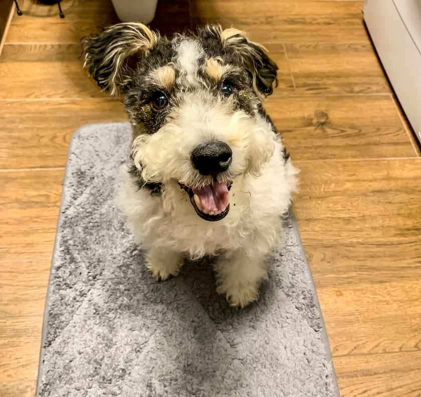 Pełen energii i ciekawości świata Pixel który od 2 lat poznaje Wrocław i jego okolice.