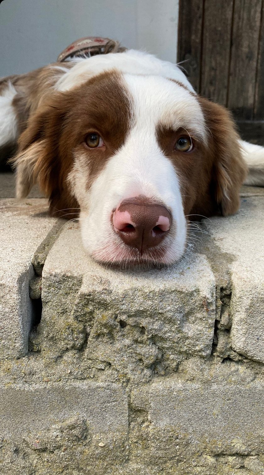 Kodak to pies rasy border collie, świat zwariował odkąd go mamy, bo on sam jest zwariowany. Nieidealny idealny pies! Najbardziej lubi kraść skarpetki.