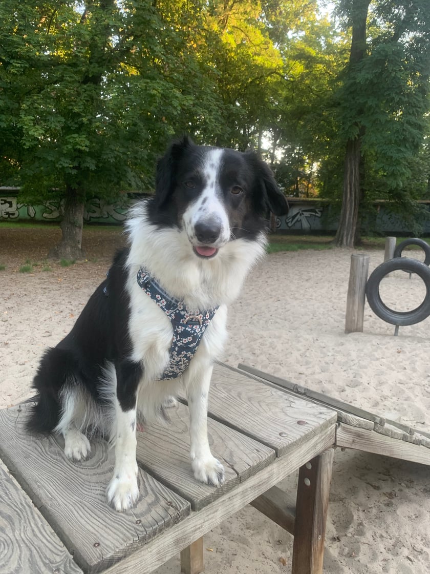 Jestem Loki mam 16 miesięcy, uwielbiam długie spacery, zabawy szarpakiem, smaczki.