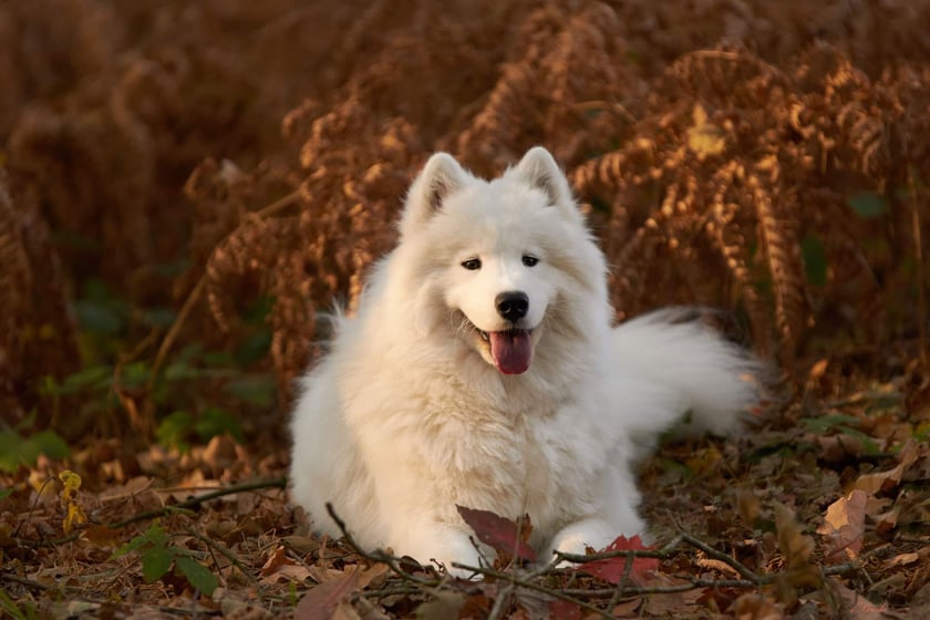 Elina jest samoyedem, który kocha taplać się w błocie przez co ciężko jest utrzymać niedźwiadka białego. Mimo wszystko jest psią pięknością