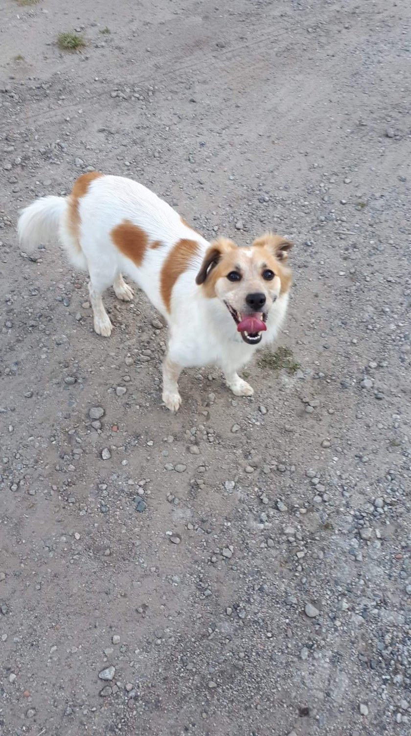 Moja kochana sunia Tinka, kundelek biały w rude łatki.
Ma najpiękniejszy pyszczek świata.