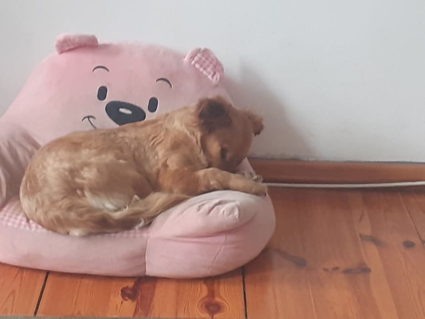 A ja mam psa kundelka małego chodzi figluje,serce ma ze złota. Ma na imię Fibi ma 4 lata i jest najlepszym przyjacielem.