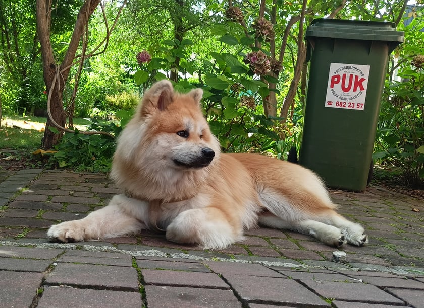 Bombel to nasz roczny szczeniak rasy Akita Inu. Co go wyróżnia to jego piękna, długa sierść i charyzmatyczne spojrzenie. Uwielbia ludzi, a w szczególności się z nimi bawić swoimi zabawkami. Zawsze wszędzie go pełno.