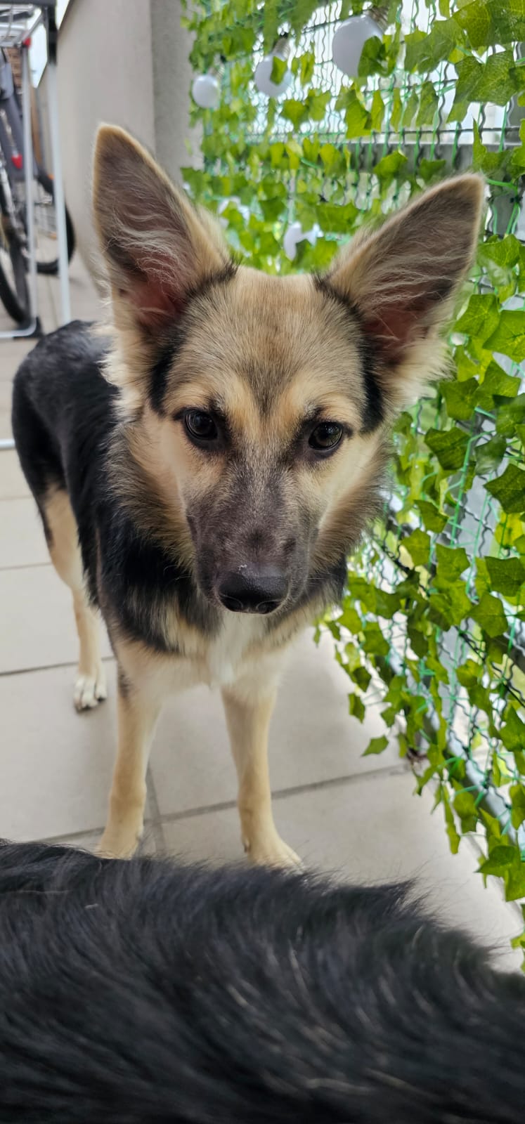 Nuka to pies w typie owczarka ale wygląda jak wilczek! Jest jeszcze młodziutka bo ma 7 miesięcy ale już widać że będzie prześliczna. Nuka jest adoptowana z dundacj "zwierzęca nadzieja".