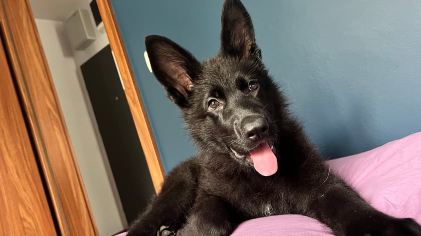 Araya to przesłodki czarny (jeszcze) mały szatan.