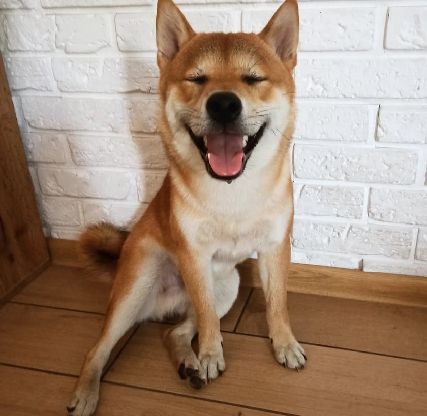 Poznajcie Pranko lisopsa