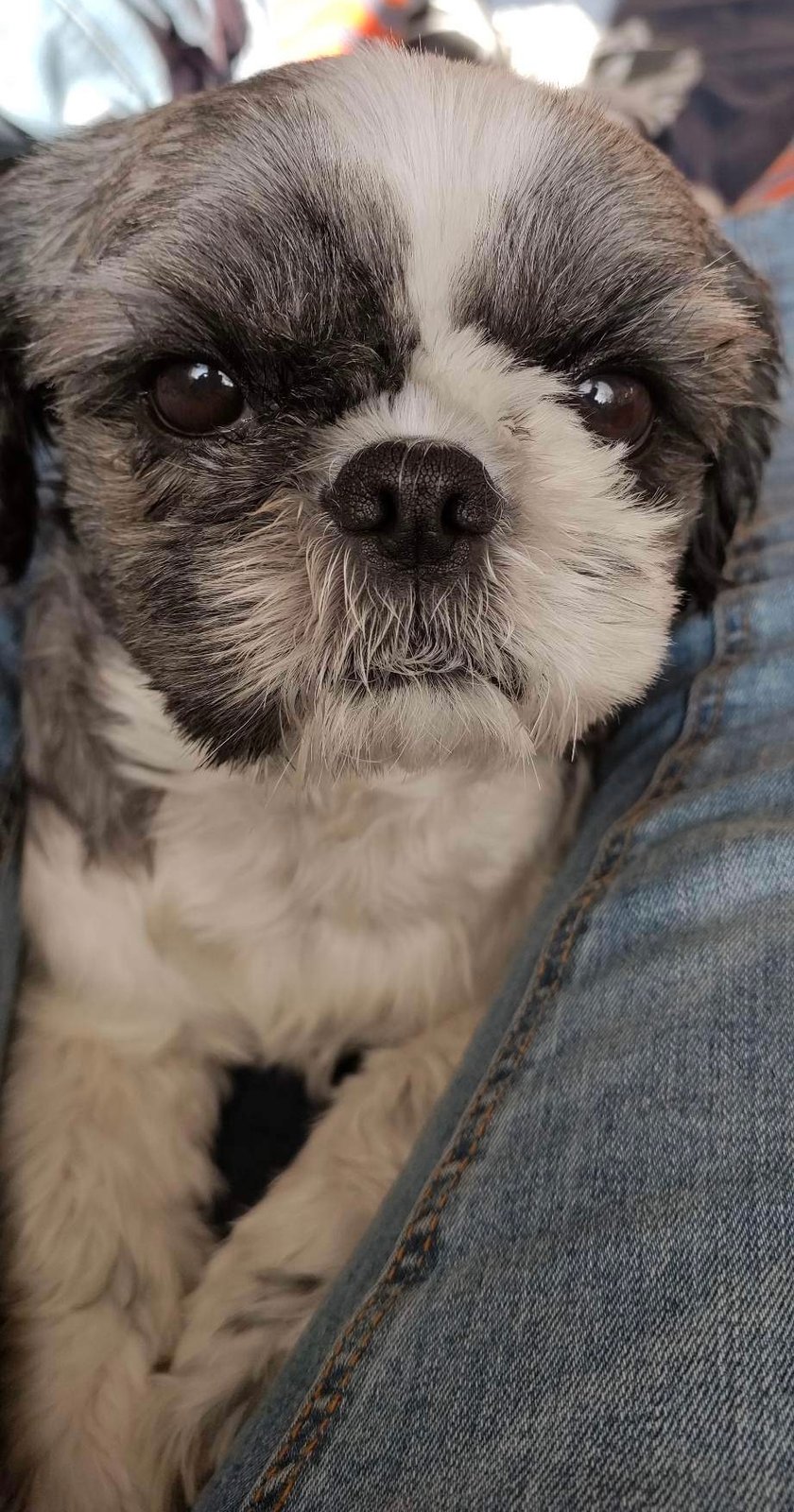 Tosia to bardzo towarzyski piesek, zawsze jest tam gdzie są ludzie. Uwielbia jeździć samochodem, dla niej to wyjątkowe miejsce w którym bardzo dobrze się czuje, może siedzieć w nim cały dzień. Bardzo lubi długie, wieczorne spacerki i wspólne wylegiwanie na łóżeczku :)