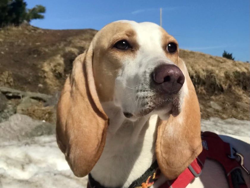 Milusińska, kanapowa i zawsze chętna na tropienie podczas spacerów.
Nasze "drugie" dziecko:)