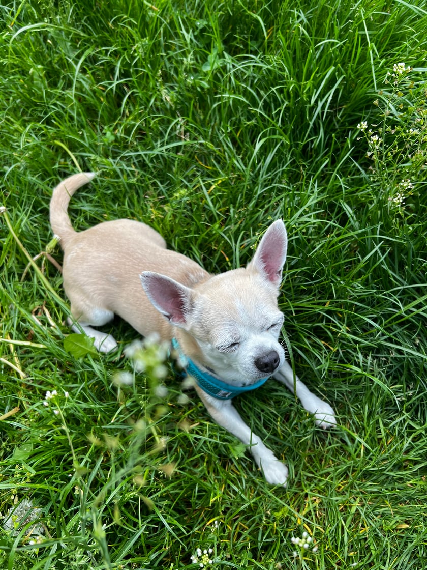 Louis to cudowny psiak, mój najlepszy psijaciel. Nie pamiętam jak wyglądało moje życie przed posiadaniem pieska ale na pewno było smutne. Jesteśmy nierozłączni, jeździ ze mną w koszyku na rowerze i towarzyszy w pracy.