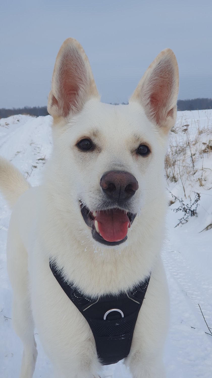 Najlepszy pies na świecie.
