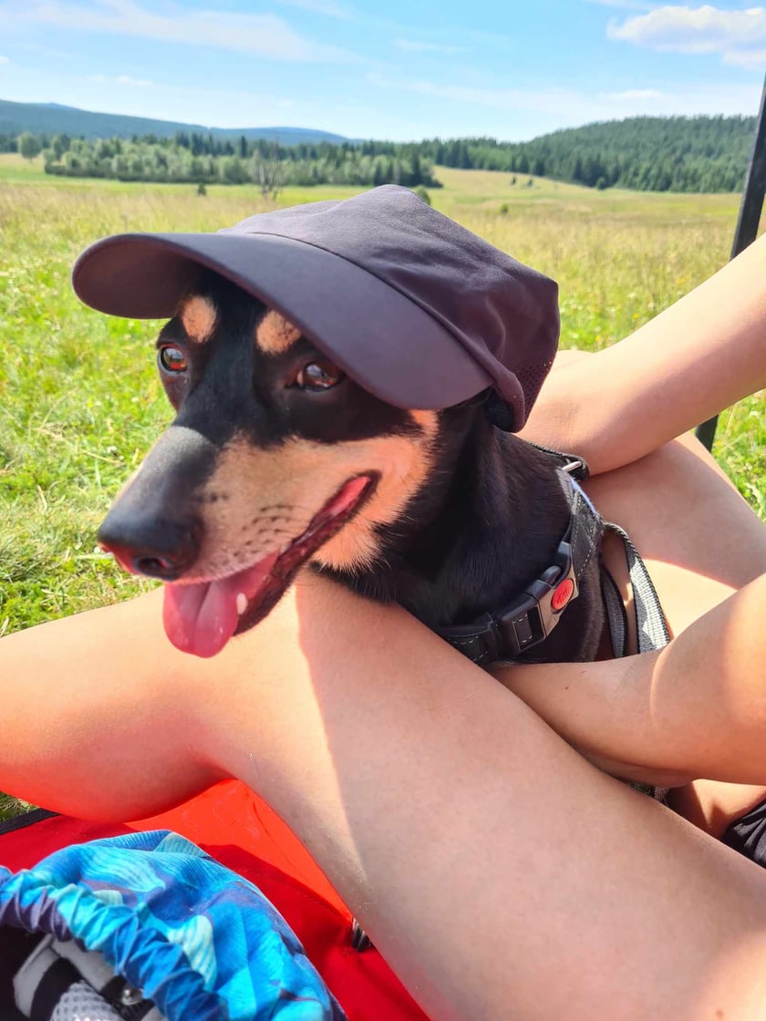 Dexter to psiak adopciak. Jest radosny i towarzyski. Lubi wycieczki górskie, biegowe wyprawy i piszczące zabawki.