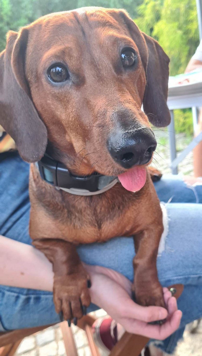 Miguel to trzyletni jamnik, który w wolnym czasie lubi szczekać, kraść kapcie albo przytulać się do swojego człowieka. Jego cechą charakterystyczną jest często wystający języczek.