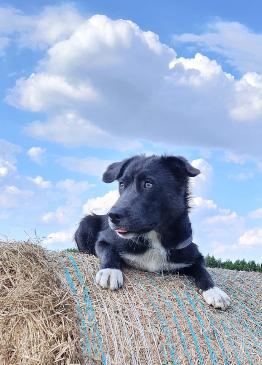 Lunka to nasza jedenasto miesięczna najkochańsza dziewczynka pod słońcem,jak widać uwielbia pozować do zdjęć i nie pogardzi też dobrym smaczkiem ;)