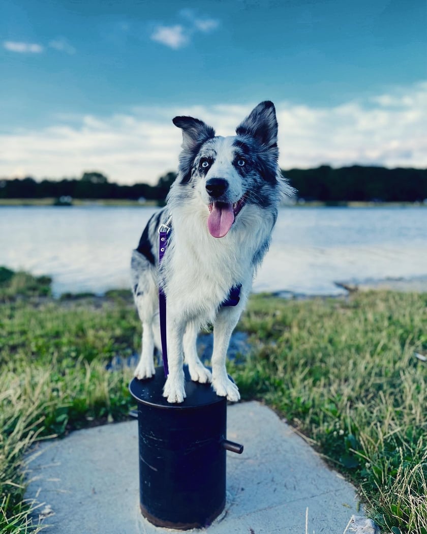 Enter to 1,5 roczny border collie, który uwielbia prace z człowiekiem, psie sporty i dużo zabawy i oczywiście jedzonka.