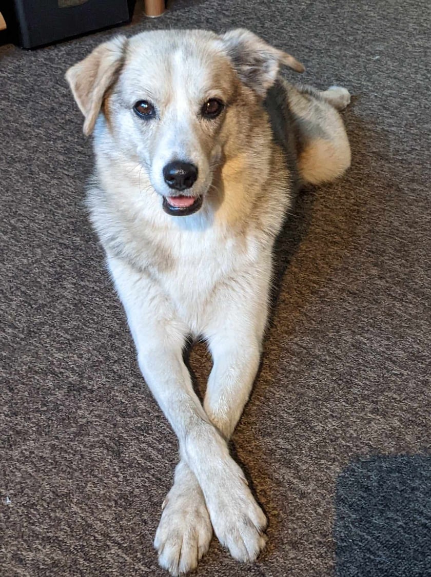 Sonia to 6 letni kochany mix z adopcji. Trochę Haski, trochę Łajka, trochę Chart