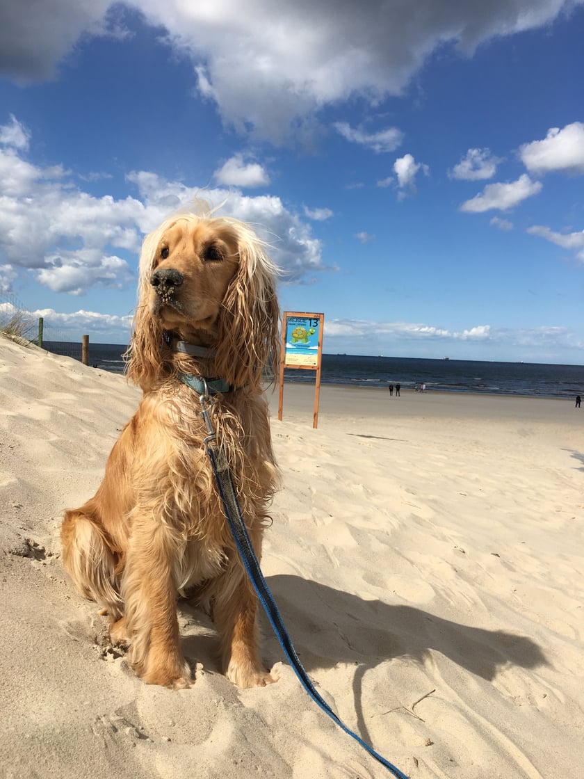 Imię nawiązujące do foki, zostało wybrane nie przez przypadek. Fokus uwielbia plażowanie, a jeszcze bardziej kocha morskie kąpiele.