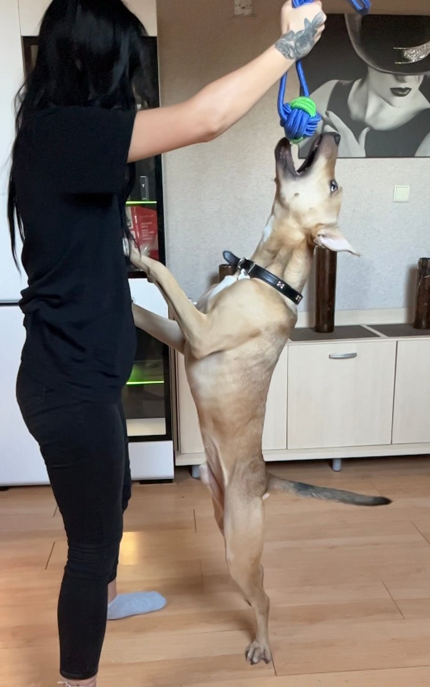 Tino to adopciak, mix amstaffa i prawdopodobnie owczarka belgijskiego, pełen energii, inteligentny, pocieszny, zabawny psiak