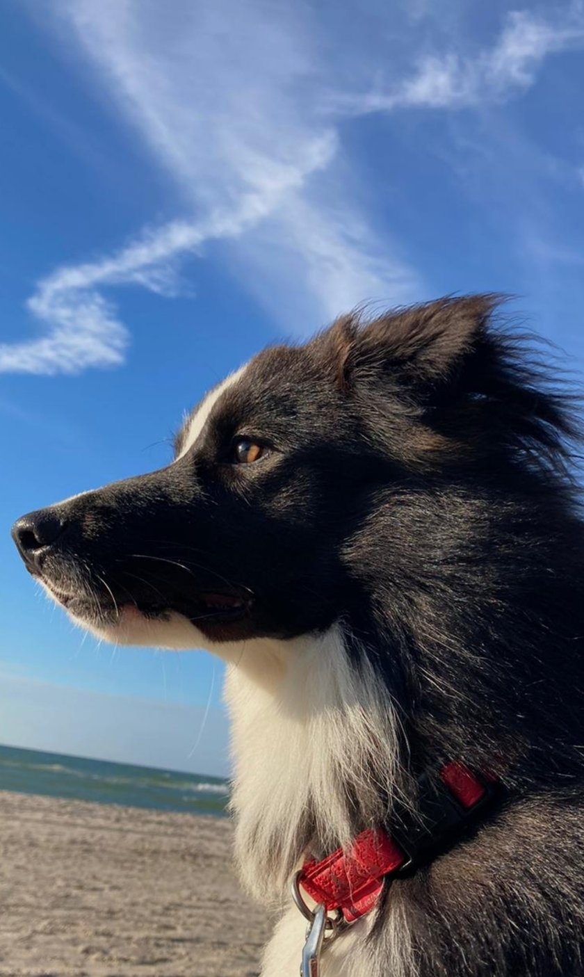 Tango to border collie, który żadnej przygody się nie boi! Jest psem-żeglarzem - w jego grzywie  wiatr powiewa gdy jacht gnie się w przechyle. Jedyne czego mu trzeba to żeby całe "stado" jego ludzi było razem - wtedy wszystko jest wspaniale. Uwielbia uczyć się sztuczek, łapać frisbee i długie spacery w każdych warunkach.