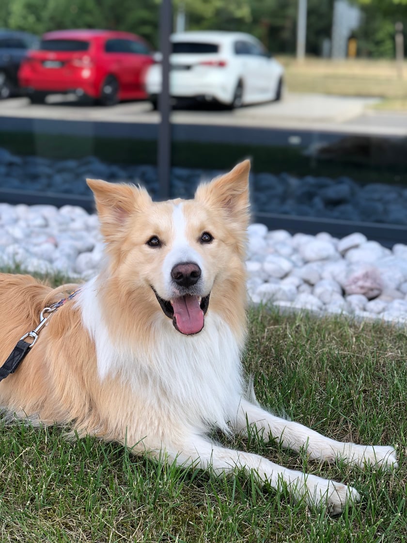 Procik to prawie 3-letni Border Collie w  wyjątkowym, rudym umaszczeniu. Jest aktywny, delikatny i wrażliwy. Uwielbia bawić się szarpakiem!