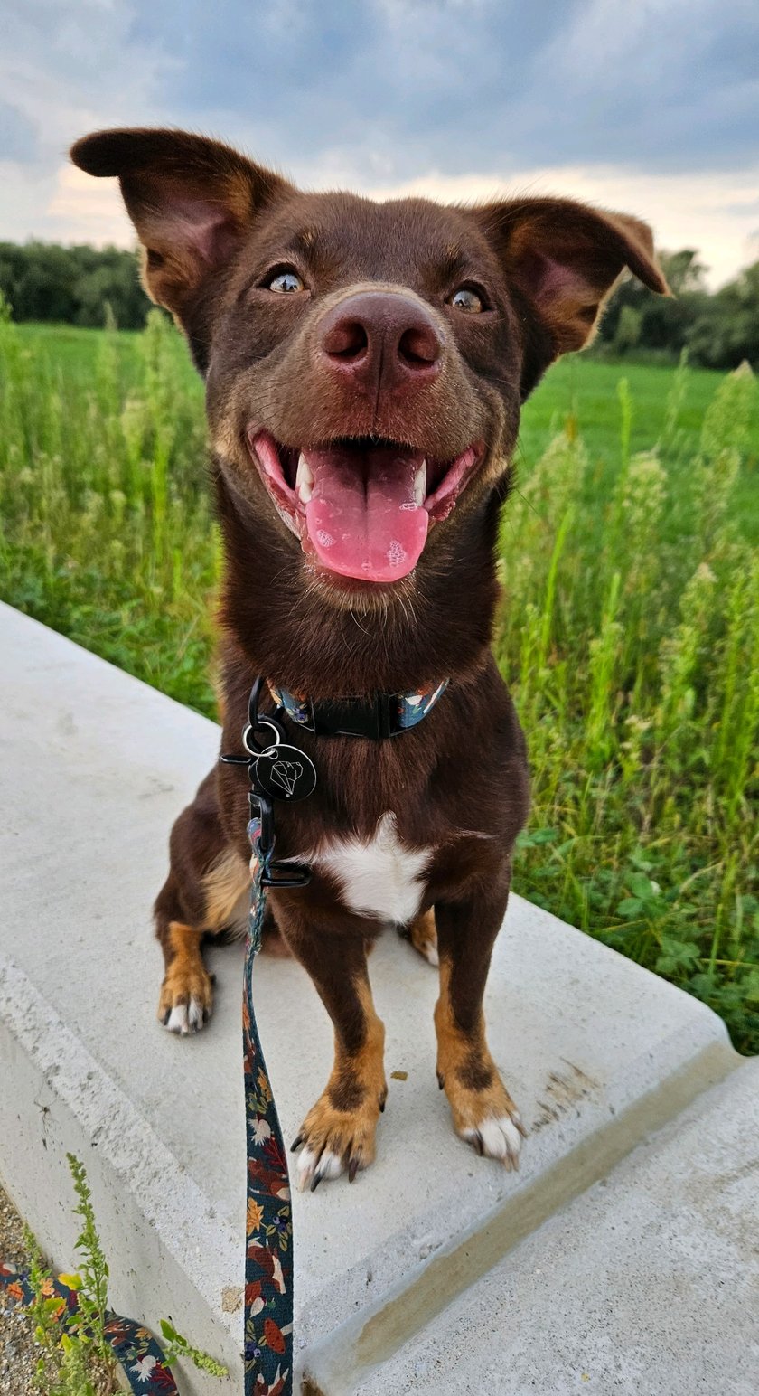 Brownie, brązowy Piesek. To roczny Kundelek, który skradł nasze serce pięknymi oczkami. Adoptowany z wrocławskiej fundacji Zwierzeca Nadzieja.