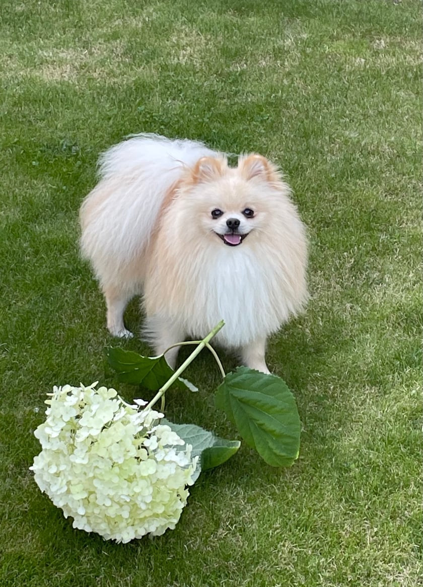 Miło nam przedstawić Hektora - rocznego szpica miniaturowego. Jego imię idealnie odzwierciedla silny i żywiołowy charakter naszego pupila, jednak ponad wszystko Hektor ceni sobie towarzystwo ludzi i przytulanie. Głaskany mógłby być dosłownie cały dzień :) 
Do innych jego słabości należy podkradanie kapci, skarpetek i zbieranie patyków na spacerach. Ze względu na swoje małe rozmiary i temperament łatwo się ekscytuje, co demonstruje poprzez obroty i piruety. Odpowiednio zmotywowany psimi smaczkami wykona prawie każde polecenie i sztuczkę ;)  
Zdjęcie konkursowe przedstawia wkład Hektora w prace ogrodowe :)