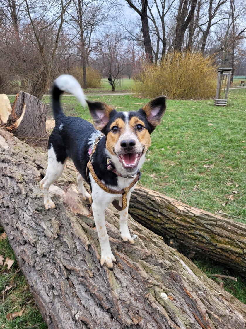Zoe jest bardzo aktywnym psem. Bardzo lubi pływać, biegać i zwiedzać. Zawsze wszedzie jej pełno, szczególnie we Wrocławskich parkach i lasach. Nasza suczka jest rodowita Wrocławianka, pierw meiszkala na Nadodrzu, a teraz w Lesnicy:)