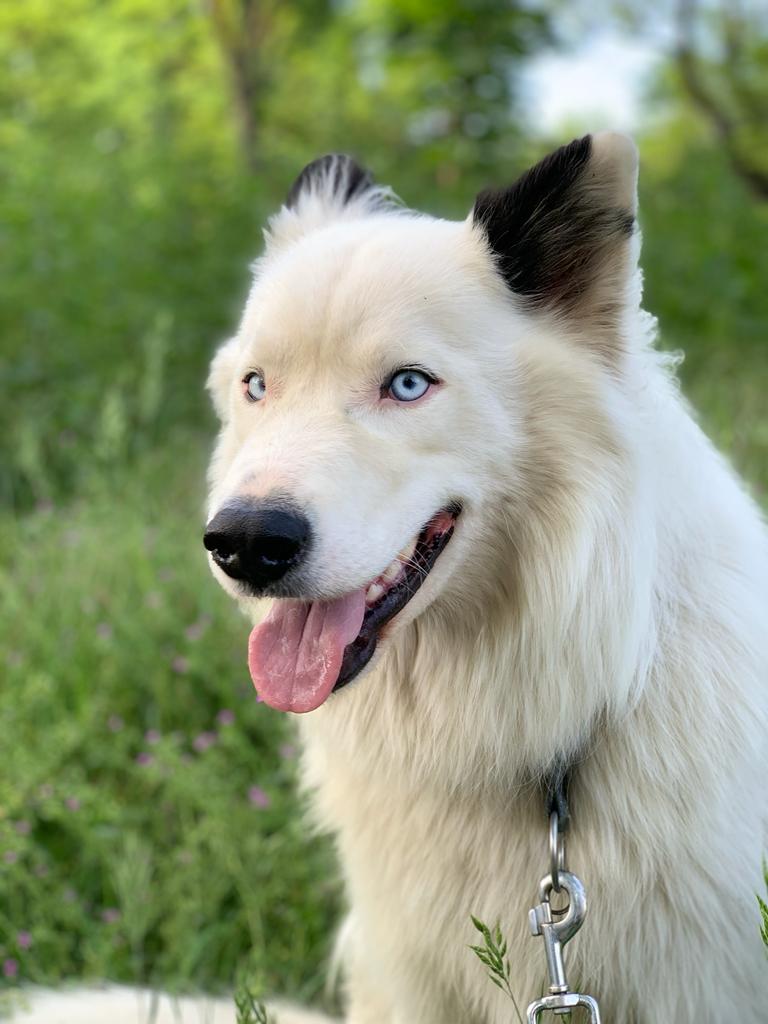 Dunkan zwany Duśkiem. Przyjechał z Ukrainy z pod Charkowa, poszkodowany w  zamieszkach wojennych. Dziś pędzi szczęśliwe życie psa zaprzęgowego.