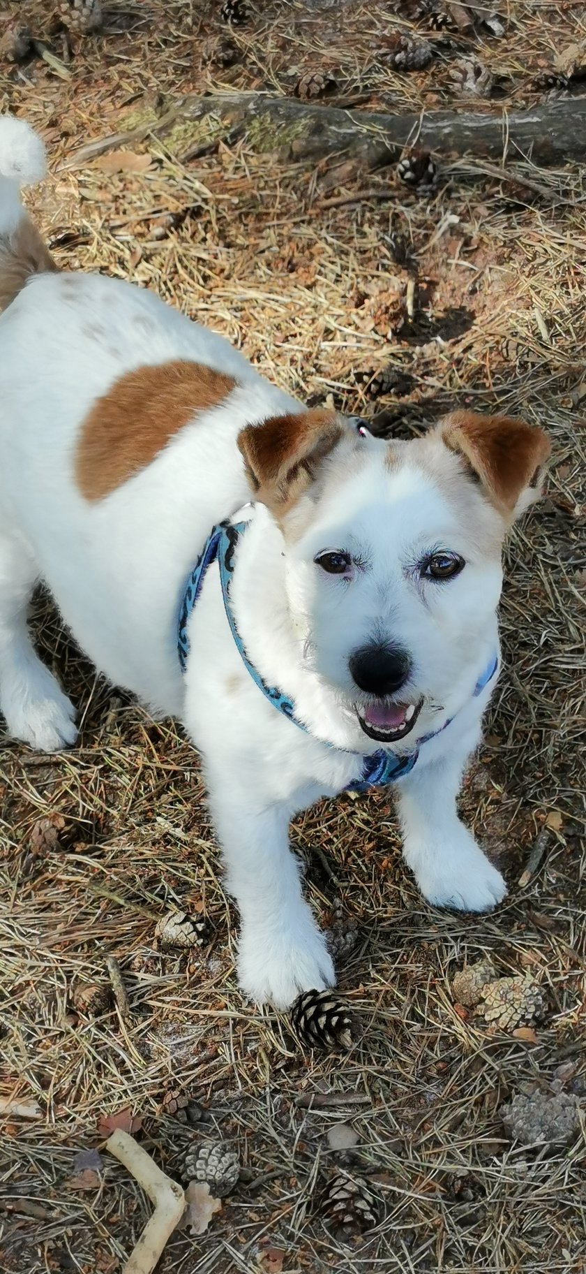 Szczepan to nasz wspaniały przyjaciel, jest radosny, bardzo ruchliwy, dosłownie wszędzie go pełno i pełen wdzięku, jak przystało na pieska rasy Jack Russell terrier.