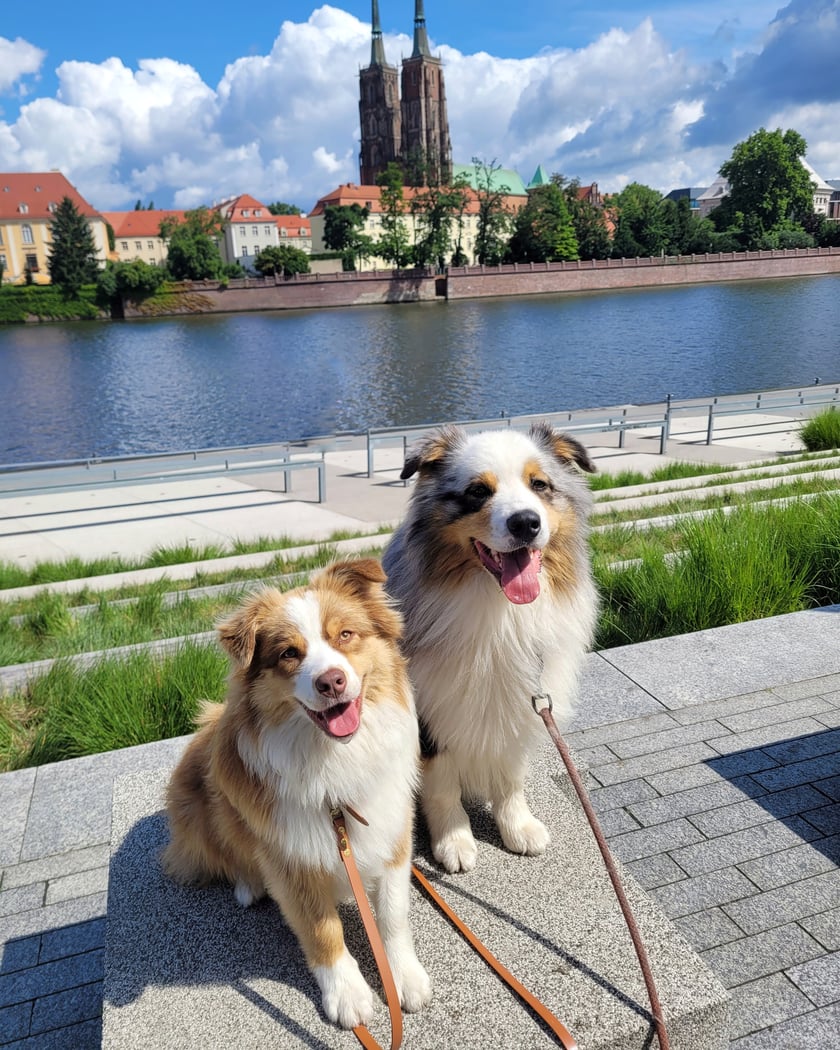 Owczarki australijskie - rodzeństwo. Niedługo skończą 3 lata, a mlodsza rok. Uwielbiają spacery po Starym Mieście oraz parku Południowym. Wrocławskie Polish Lody to  nieodłączny element wędrówek.