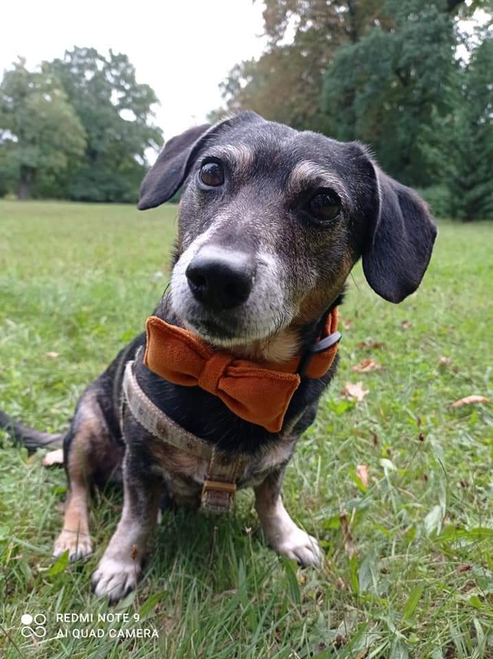 Gucio to adopciak z pięknych Mazur, od 8 lat mieszkaniec Wrocławia. Jest oazą spokoju, bardzo ułożony, grzeczny i już, z racji swoich 13 lat, ceniący odpoczynek seniorek. Jest moim słońcem i szczęściem.