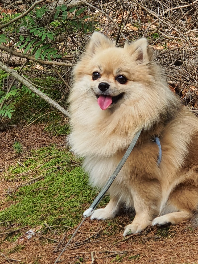 Szpic miniaturowy Pomerania, kolor Sobolowy. Piękna, z charakterem