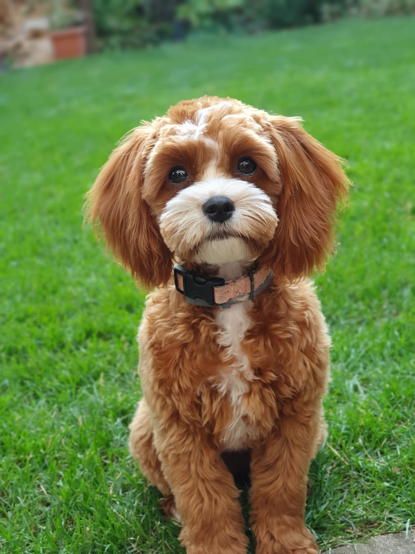 CHANI (czyt. SZANI) MA AKTUSLNIE 7 MIESIĘCY.  JEST MIESZANKĄ PUDLA TOY Z CAVALIEREM. JEST BARDZO TOWARZYSKIM PIESKIEM. KOCHA WSZSTKICH LUDZI I CHĘTNIE DAJE SIĘ POGŁASKAĆ. JEST TEŻ LUBIANA PRZEZ INNE PIESKI. ZAZWYCZAJ KŁADZIE SIĘ NA PLECY PRZY PIERWSZYM KONTAKCIE, ALE KIEDY JUS ZNAJDZIE PARTNERA DO ZABAWY TO JEST SZALEŃSTWO NA MAXA :)