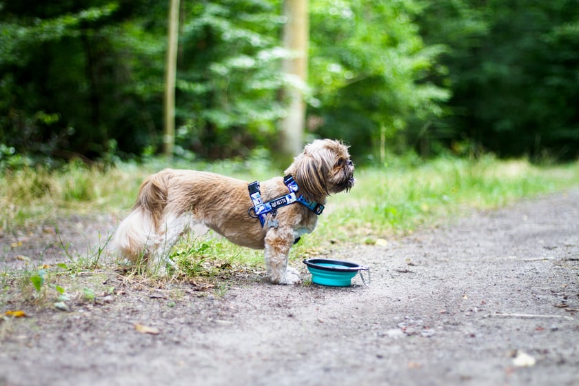 Inka to suczka rasy Lagotto Romagnolo. Kocha kopać, pływać, no i oczywiście jeść! Wraz ze mną pokonuje torki agility, oraz uczy się nowych rzeczy:)