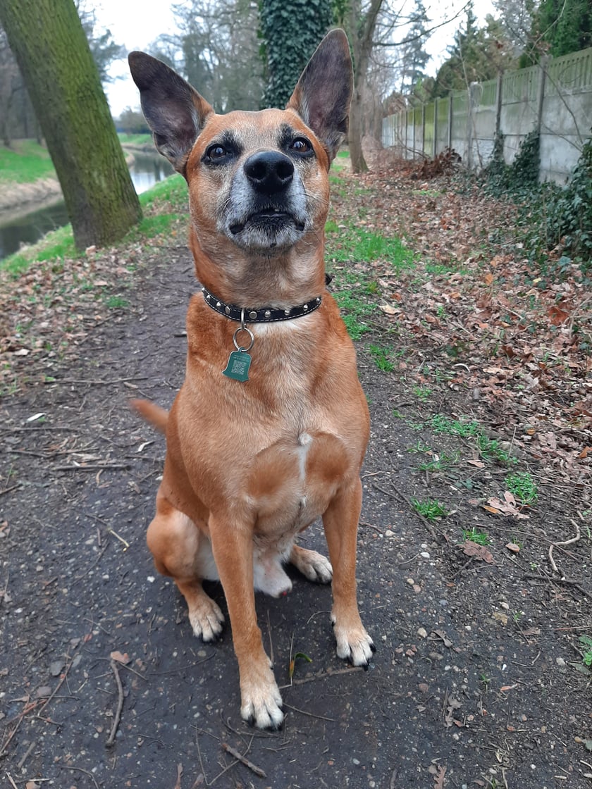Diego to 9 letni bardzo energiczny piesek. 
Uwielbia piłki i różnego rodzaju zabawki.
Bardzo chętnie w okresie letnim pływa w wodzie :) 
Jest grzecznym, posłusznym i oddanym członkiem rodziny :)