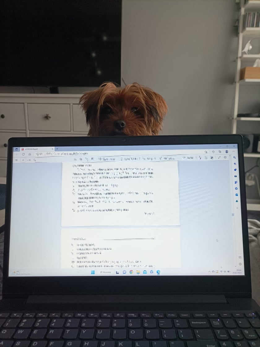 On tylko tak słodko i niewinne wygląda. To rottweiler w yorczej skórze-yorkweiler.