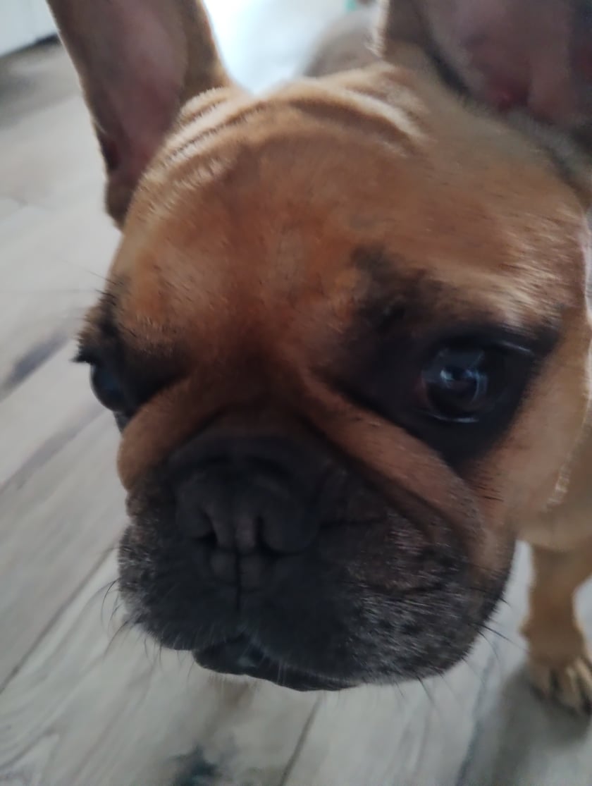 Piesek to zwyczajny chociaż rasowy... Buldog francuski bardzo wyjątkowy... Nie ma takiej drugiej na świecie... TOSIA ją nazwaliśmy , ale to już wiecie. Troszkę psuję, troszkę psoci, i nawet jej przyjaciel koci ją lubuje bo ten piesek na to zasługuje.