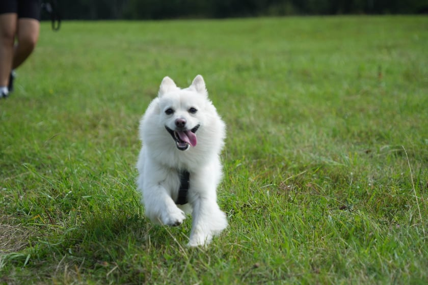 Nasz kochany łobuz adopciak w typie szpica :) 1,5 roku z nami, adoptowany jak miał rok.