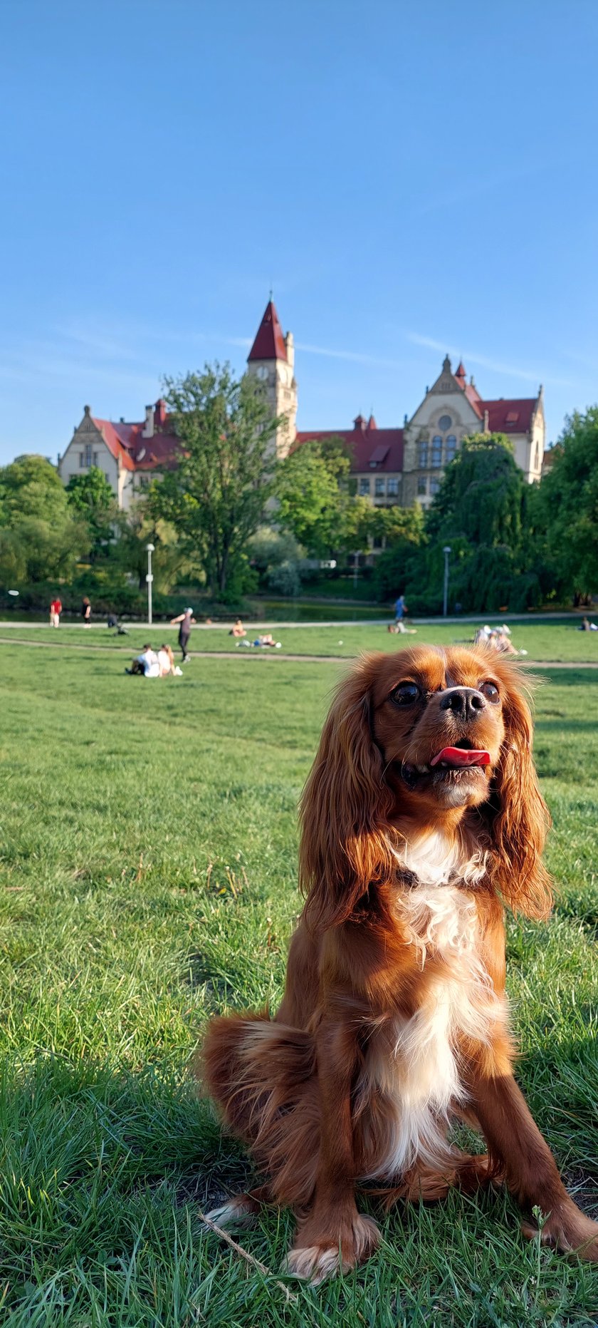 Tobi to nie tylko koneser psich smaczków, ale również długich spacerów po wrocławskich parkach.