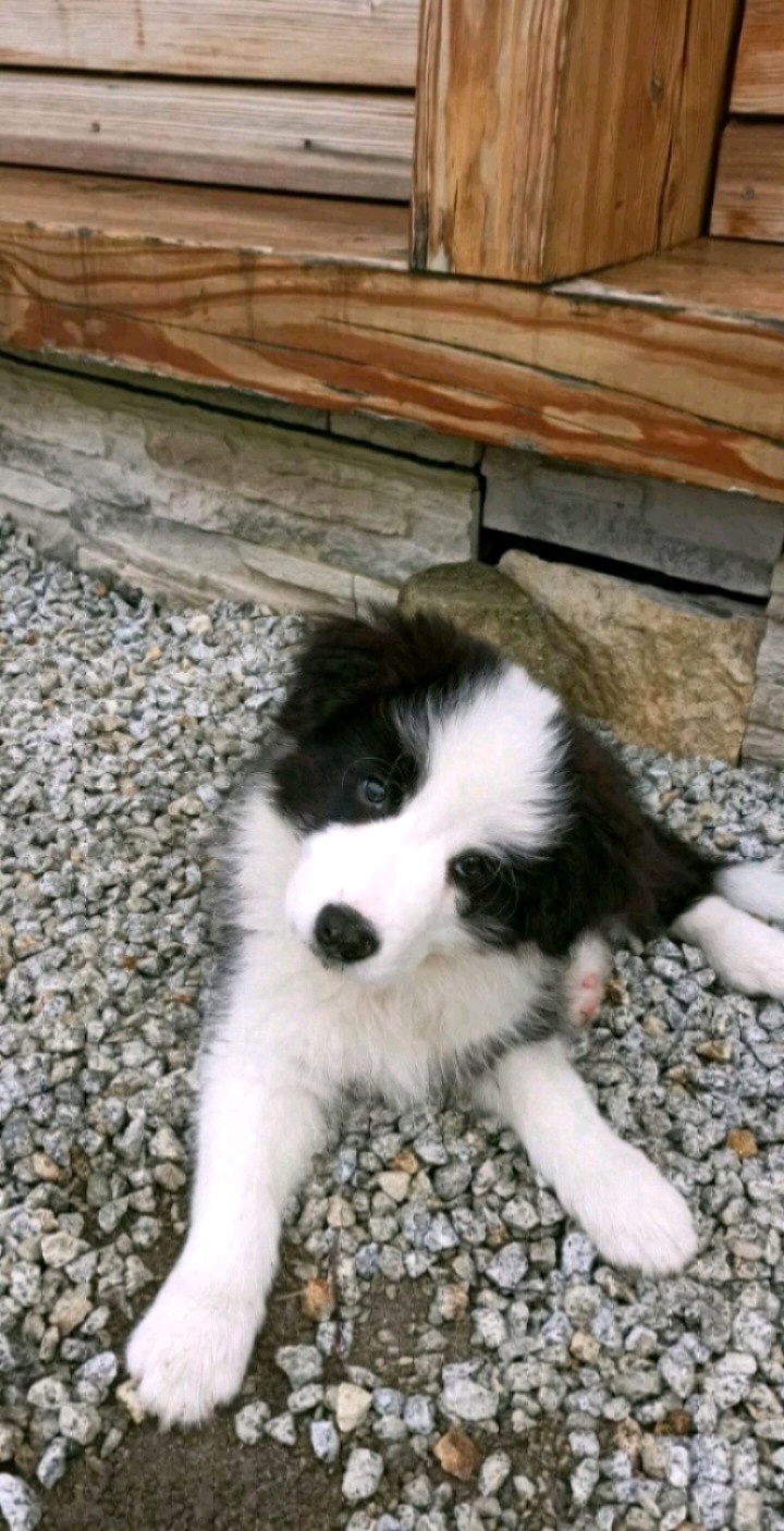 Border collie leniuszek