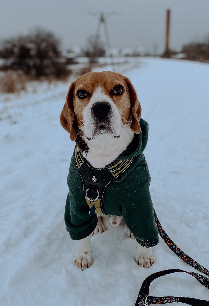 Drynio to pocieszny beagle, który lubi wycieczki w góry, masę smaczków i spanie pod kołdrą. Ludzie często zwracają uwagę na jego obwódki wokół oczu. Mówią, że są jak malowane.
