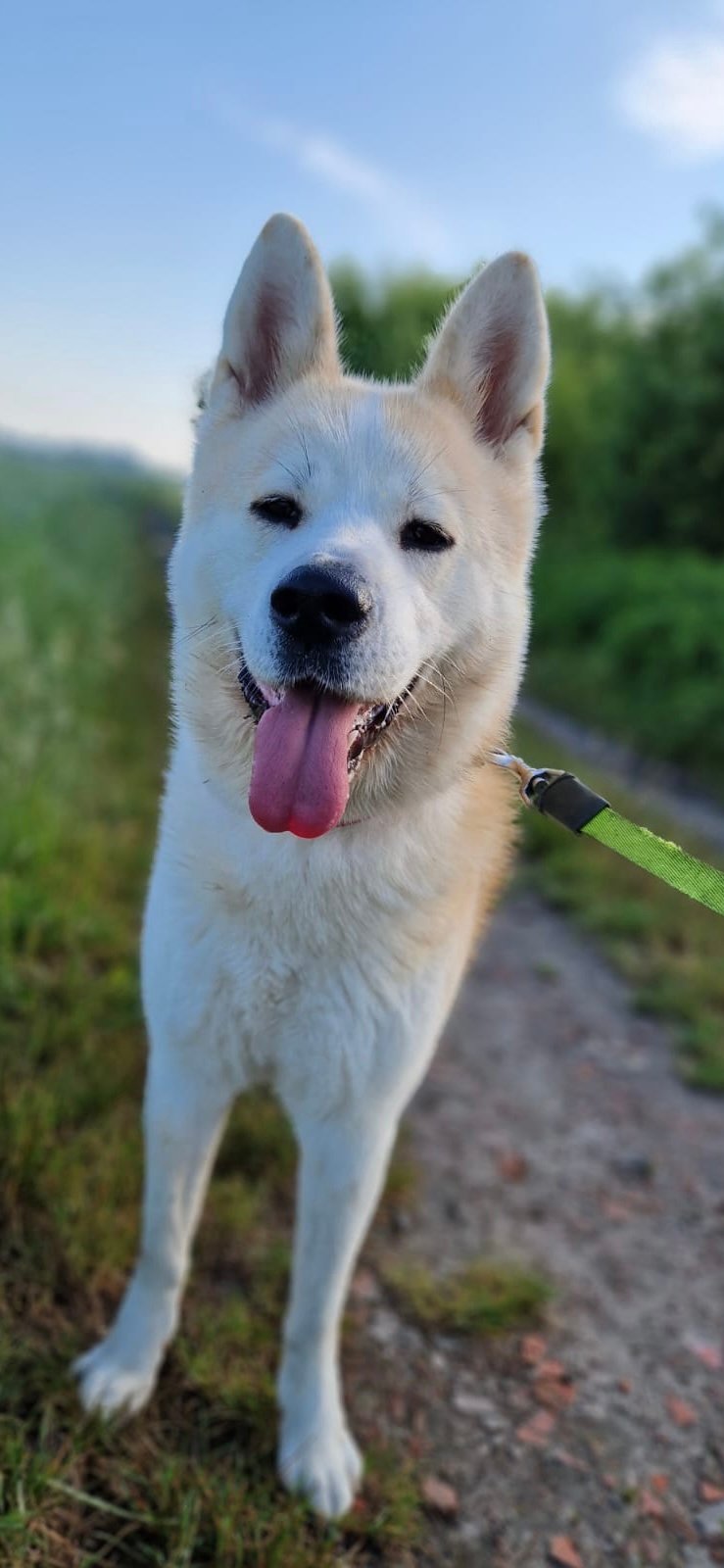 Akita Inu - japoński temperament chodzący swoimi ścieżkami, wierny jak dzielny Hachiko. Po prostu mój Akitek :)