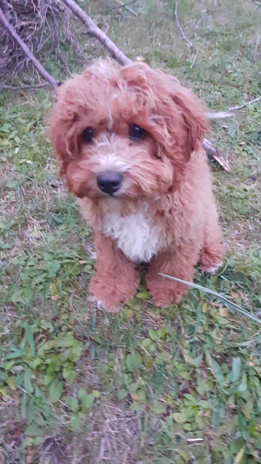 Nasz kochany Karmelek zamieszkał z nami w lipcu tego roku. Wcześniej mieliśmy wspaniałego labradora Dafiego który był z nami 15 lat. Niestety odszedł na zielone łąki.