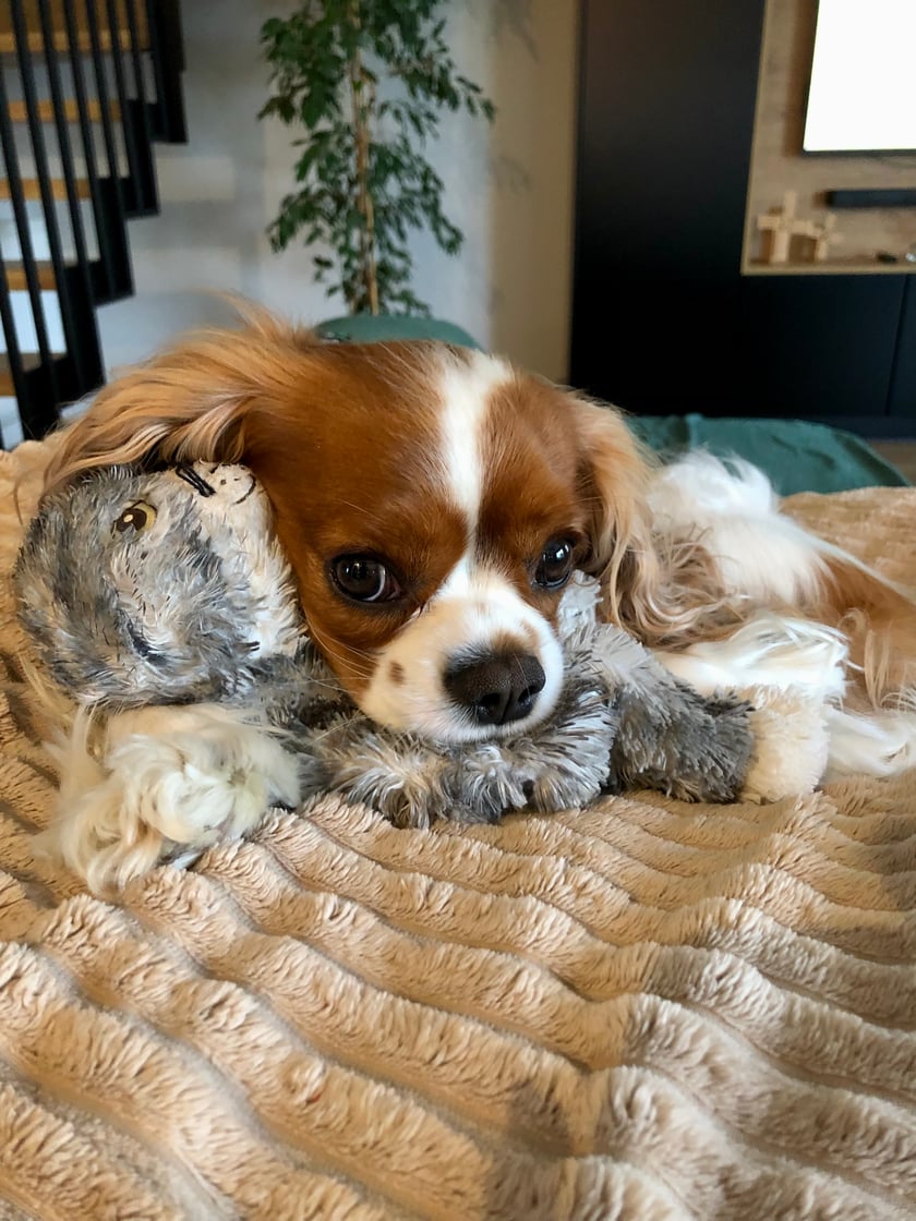 Najpiękniejsza, najmilsza osobista stalkerka rasy cavalier king charles spaniel. Miłośniczka spania na tronie z poduszek, czasem pod kołdrą.