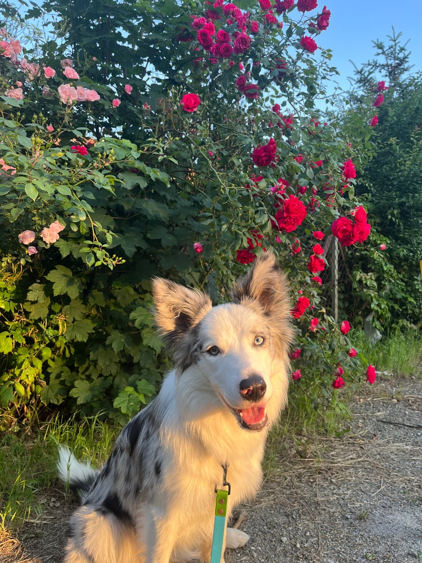 Lukier to prawie roczny pies rasy Border Collie. Ludzie mówią, że jest wyjątkowy z wyglądu, natomiast my, jego ludzie wiemy, że również jest niesamowity  z charakteru. 
Pozdrawiamy Wrocław