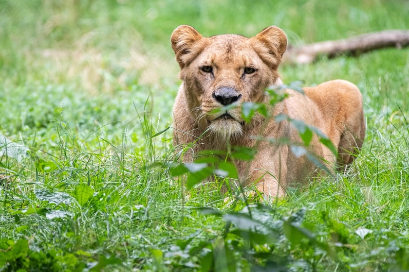 Rusza budowa nowej Lwiarni w ZOO Wrocław.