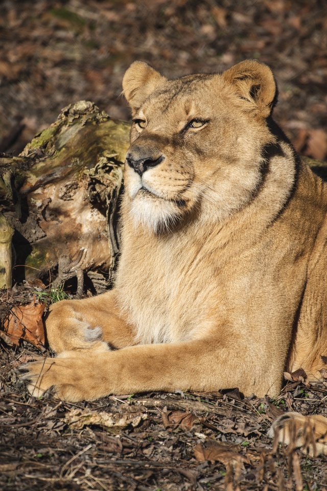 Rusza budowa nowej Lwiarni w ZOO Wrocław.