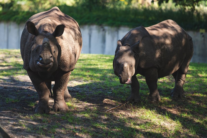 Nosorożce z wrocławskiego zoo
