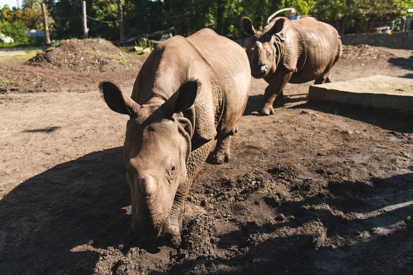 Nosorożce z wrocławskiego zoo