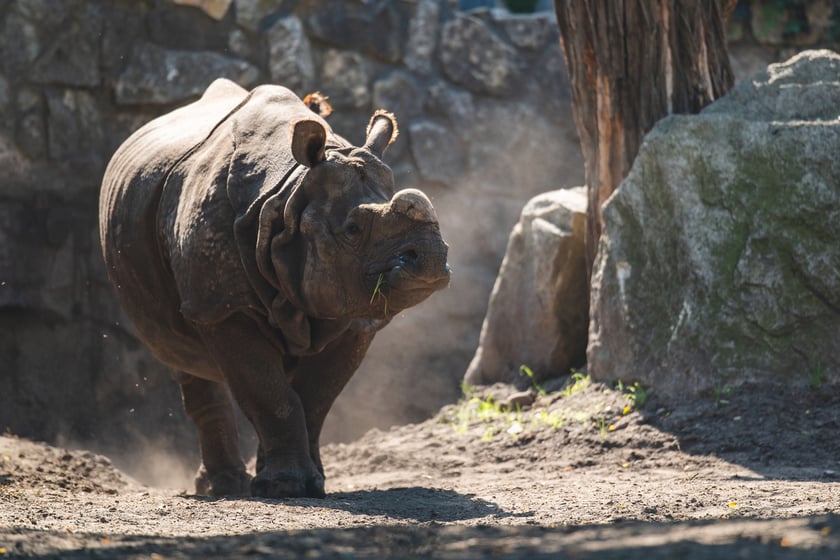 Nosorożce z wrocławskiego zoo